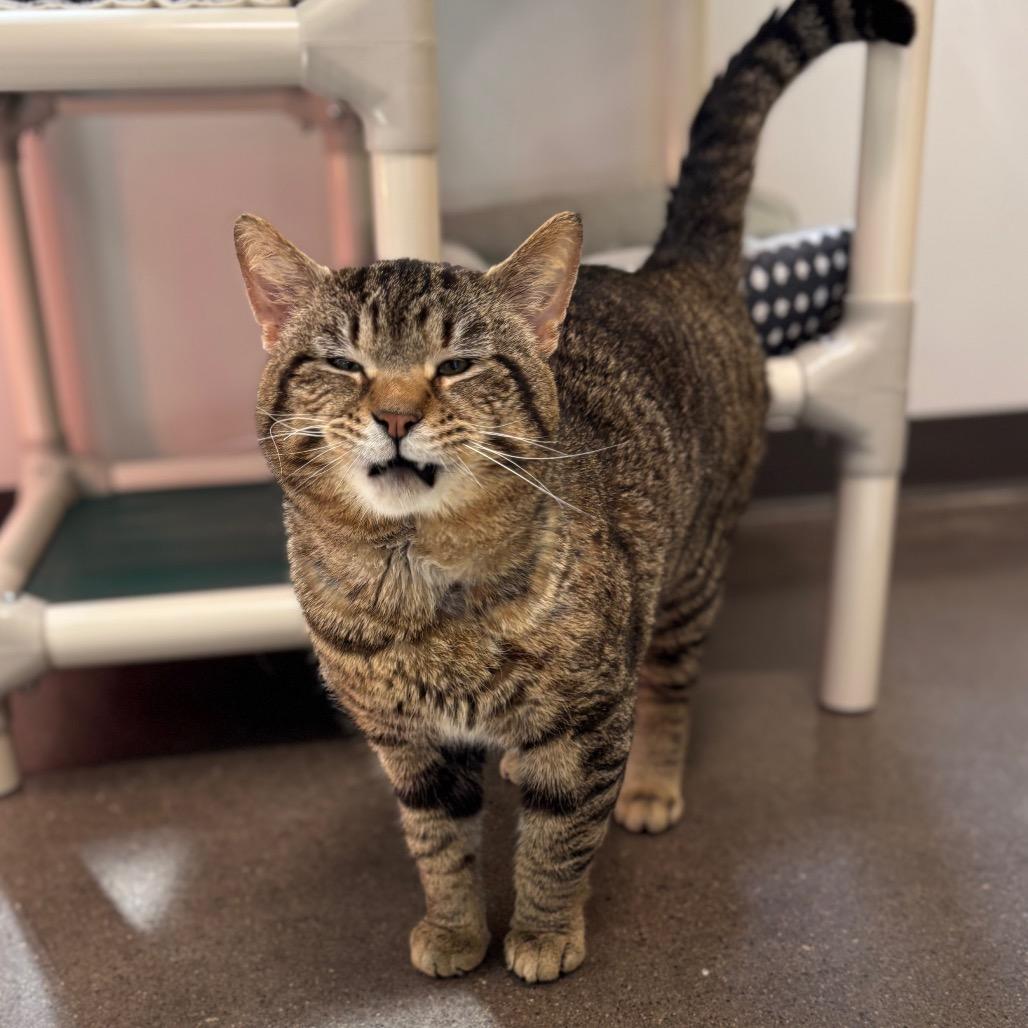 Moses, a Adoptable Domestic Short Hair in Nashville, IN image 4/6
