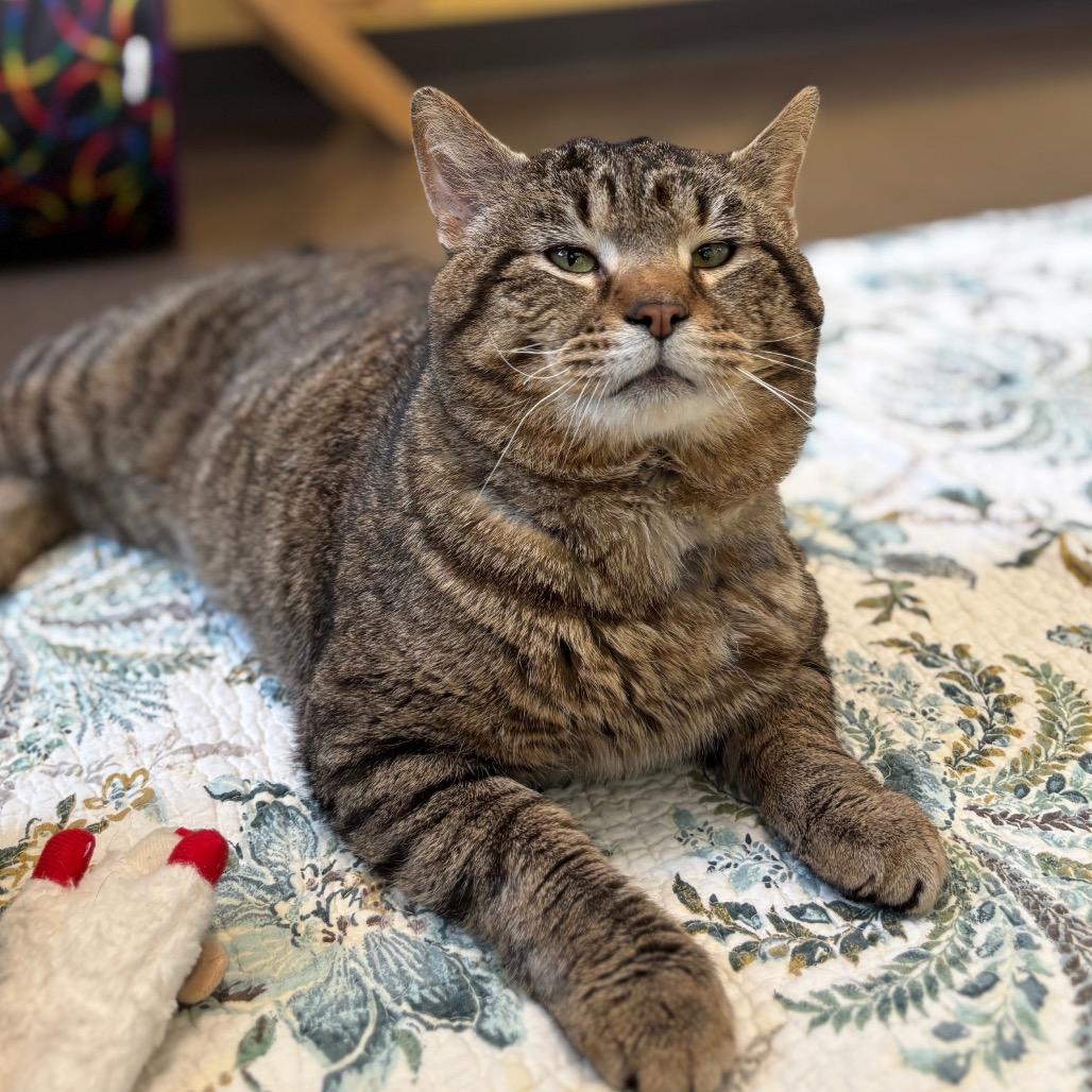 Moses, a Adoptable Domestic Short Hair in Nashville, IN image 5/6