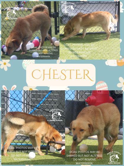 Enlarge CHESTER, a Adoptable mixed breed in Kenansville, NC image 1/1