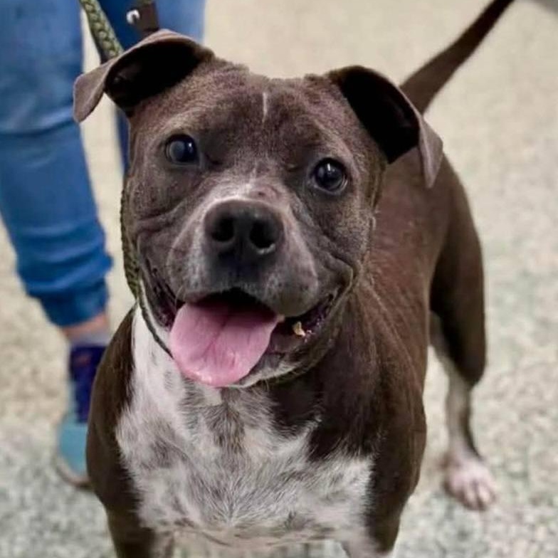 Lil Mama, ADOPTABLE, Adult Female Pit Bull Terrier.