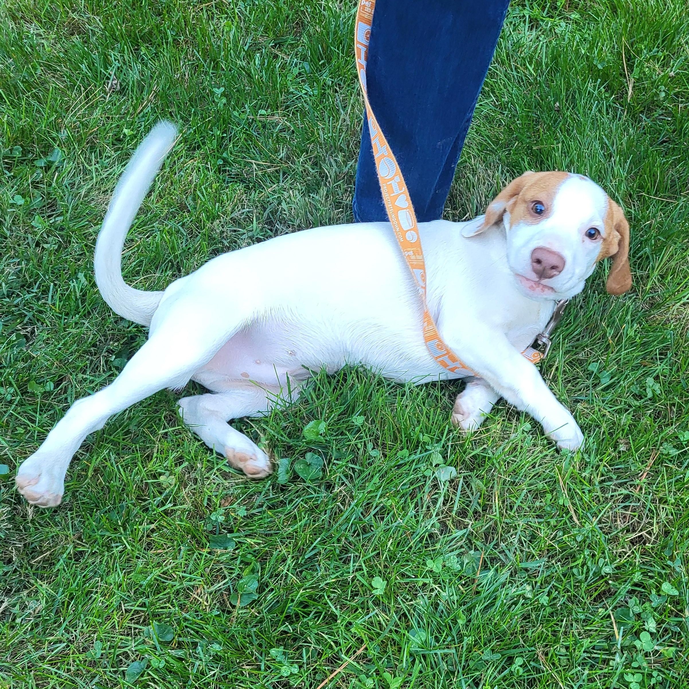 Gandolf, a Adoptable mixed breed in Evans City, PA image 2/6