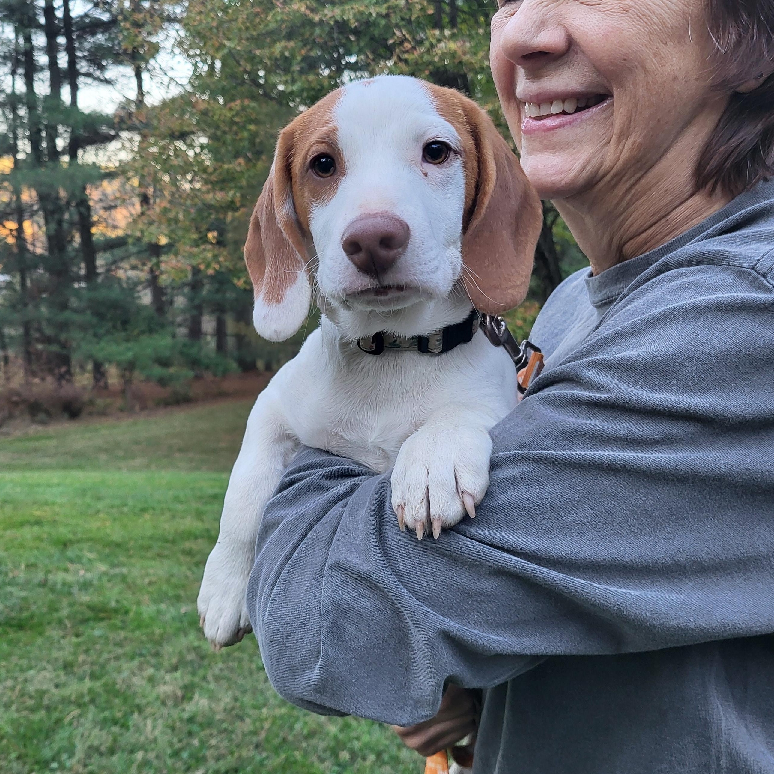 Gandolf, adoptable, Puppy Male Beagle & Terrier.