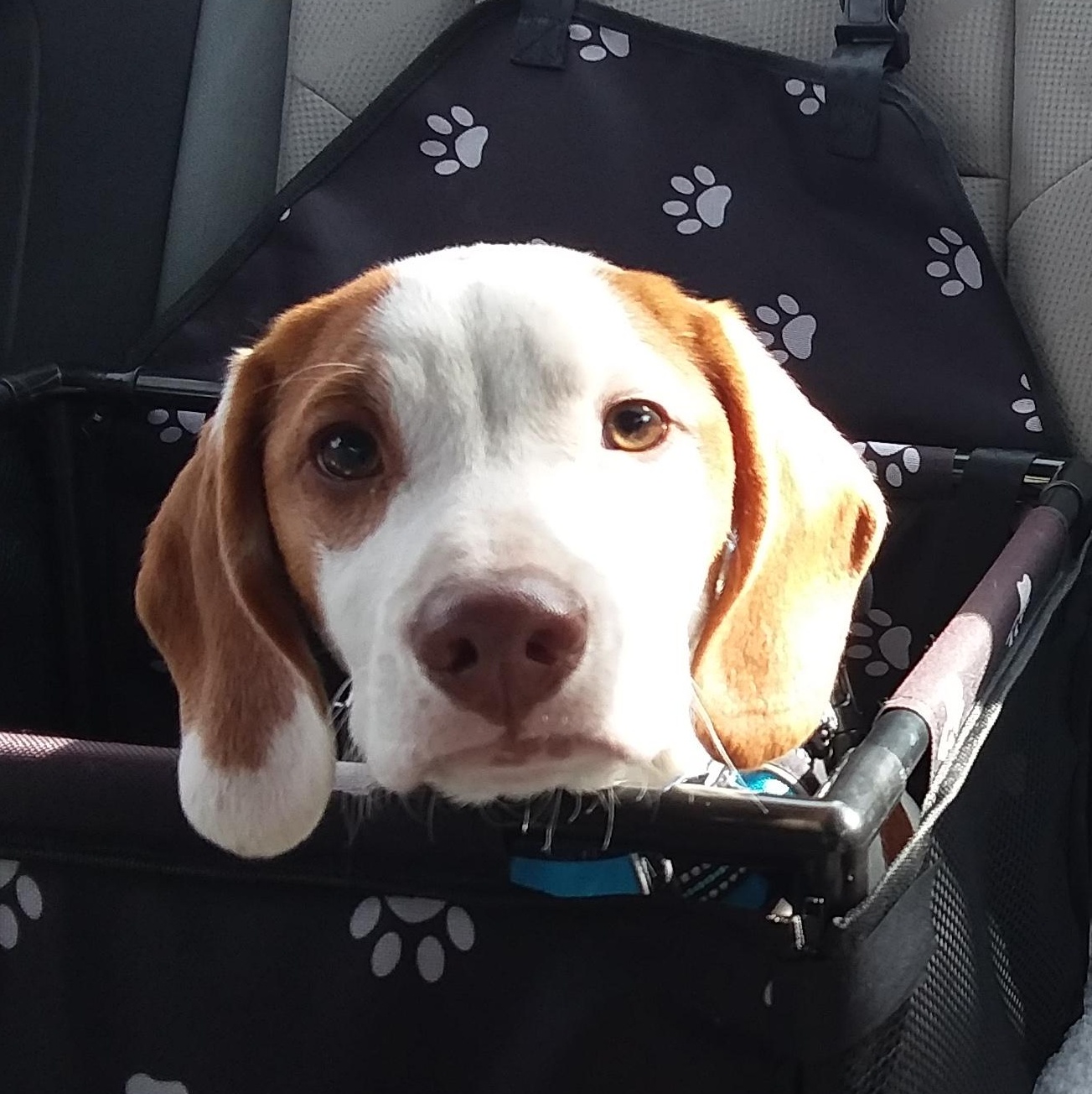 Enlarge Gandolf, an adoptable mixed breed in Evans City, PA image 4/6