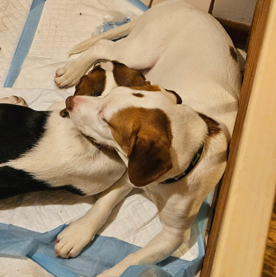 Enlarge Gandolf, an adoptable mixed breed in Evans City, PA image 1/6