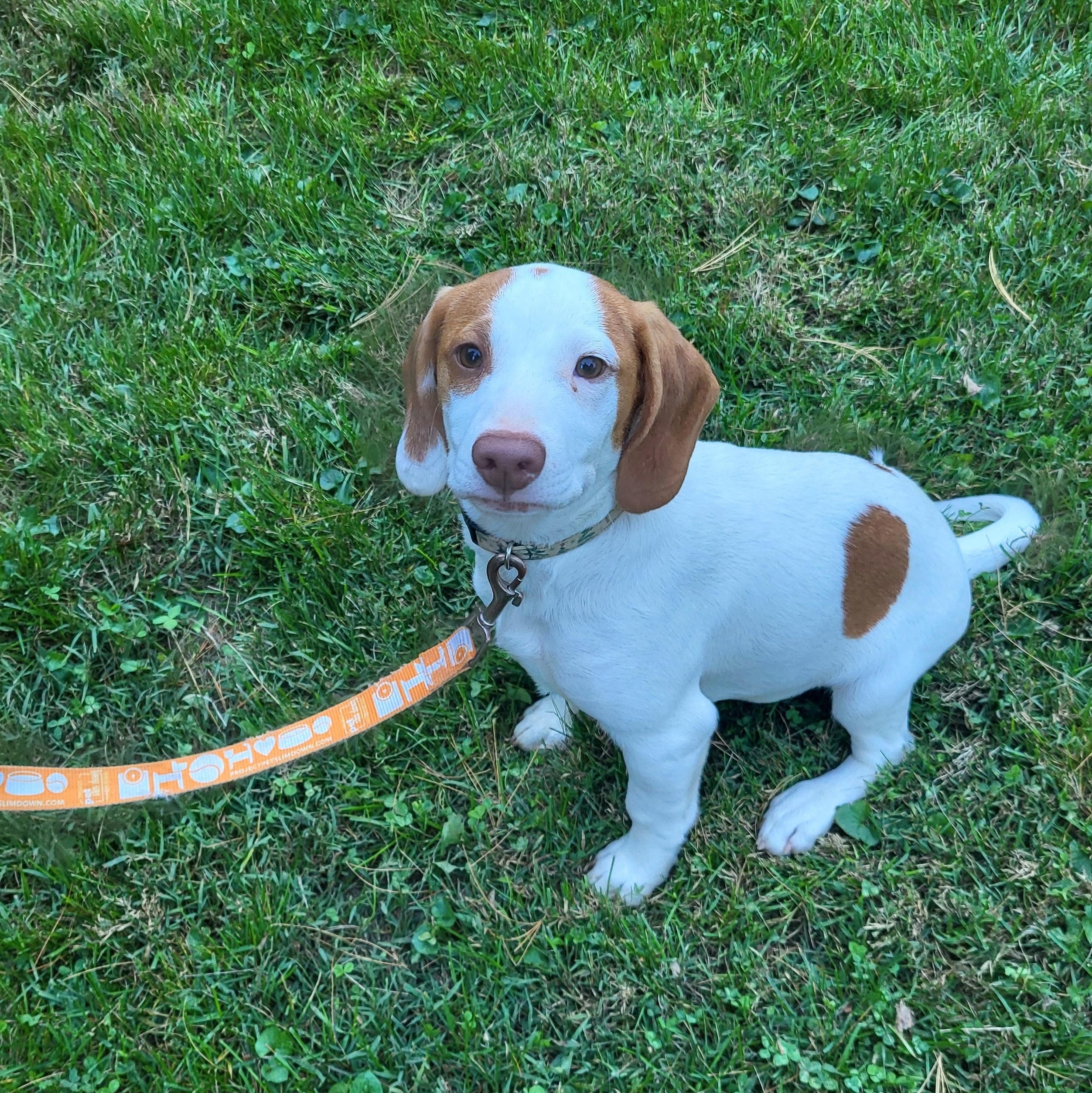 Gandolf, a Adoptable mixed breed in Evans City, PA image 1/6