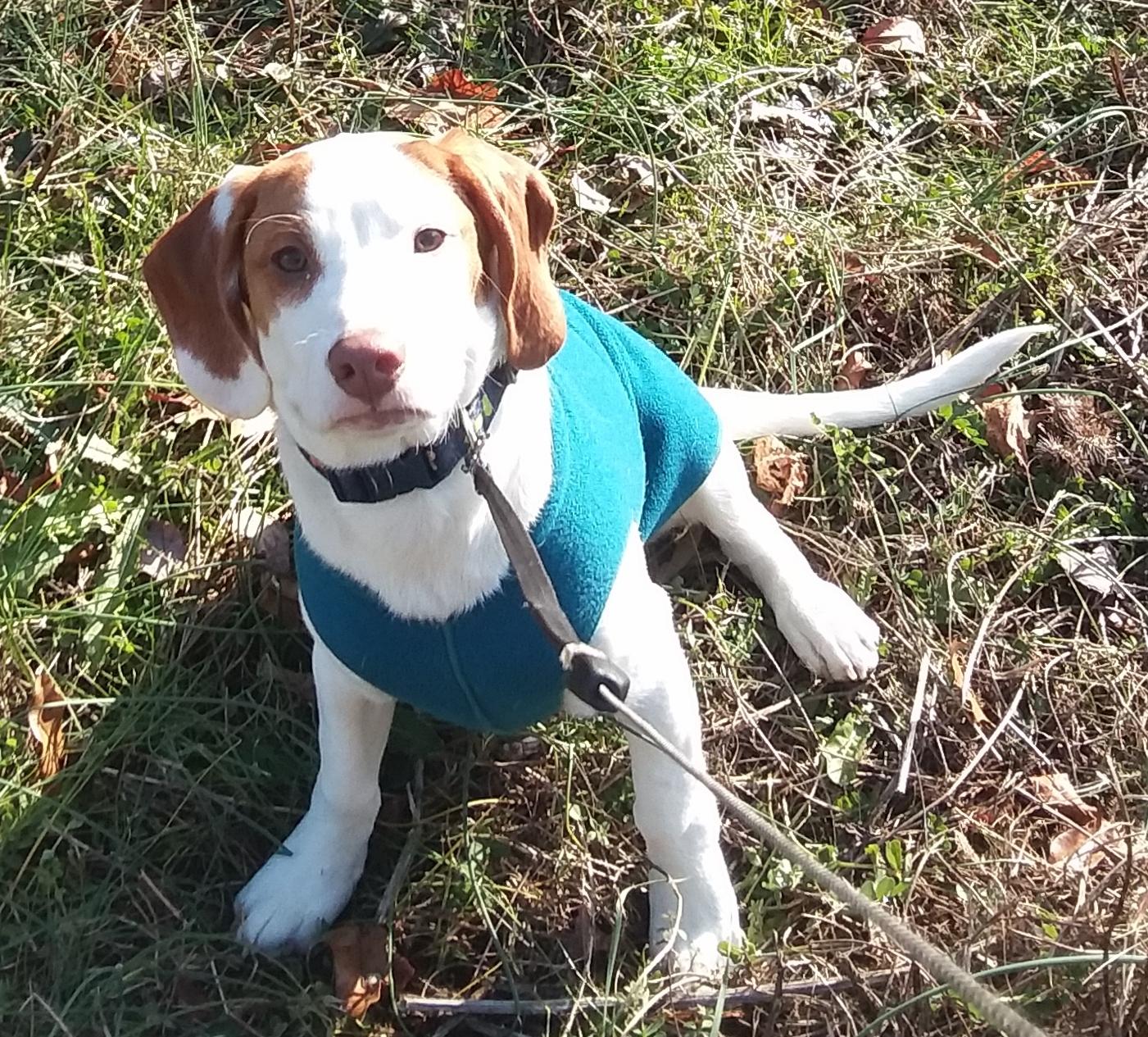 Enlarge Gandolf, an adoptable mixed breed in Evans City, PA image 5/6