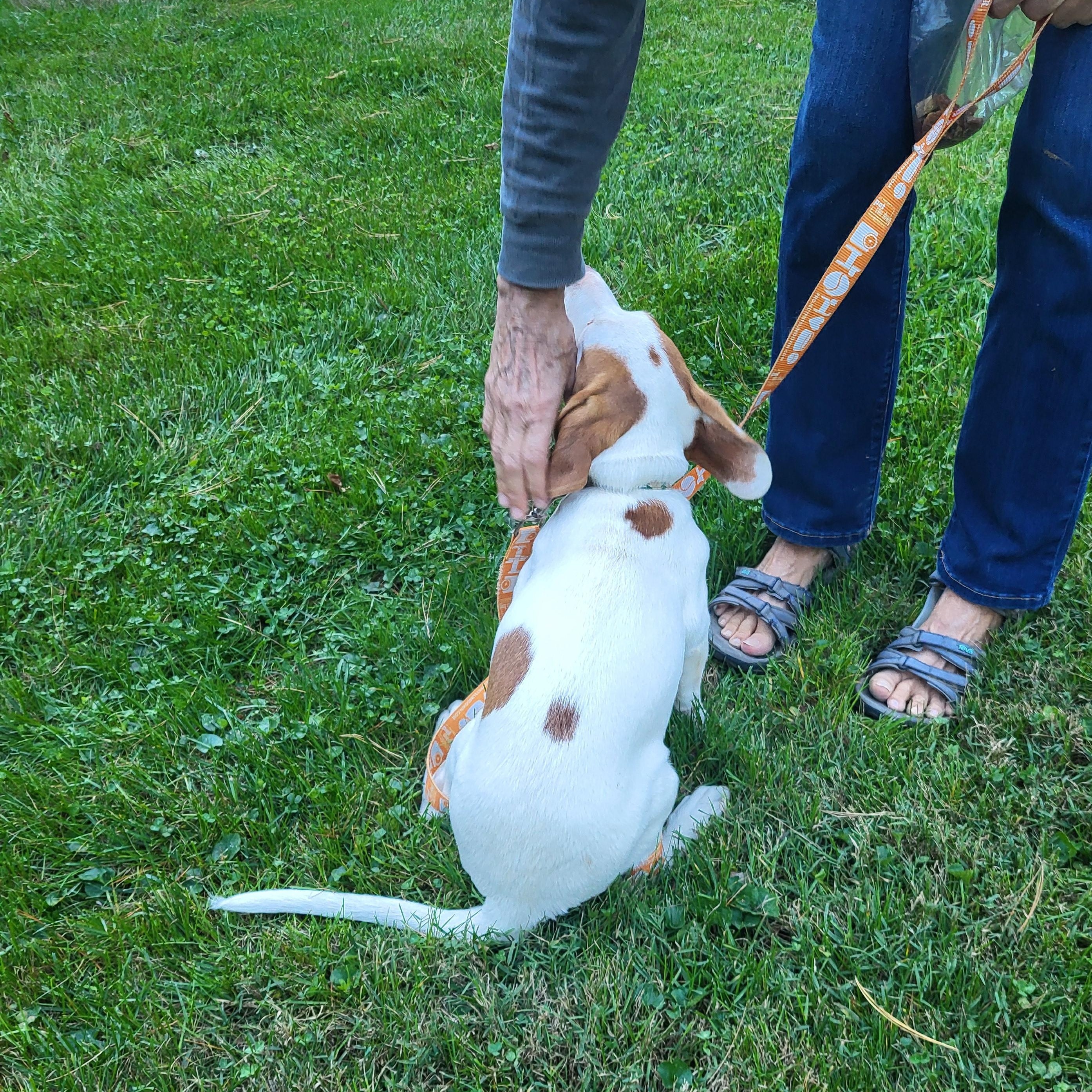 Gandolf, a Adoptable mixed breed in Evans City, PA image 4/6