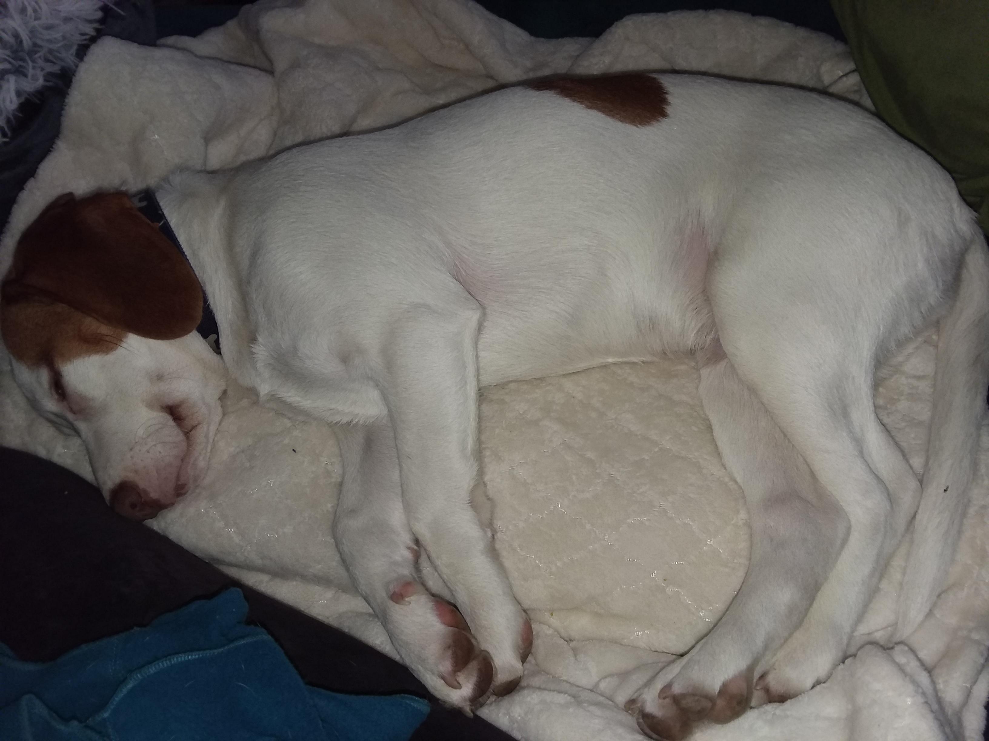 Enlarge Gandolf, an adoptable mixed breed in Evans City, PA image 6/6