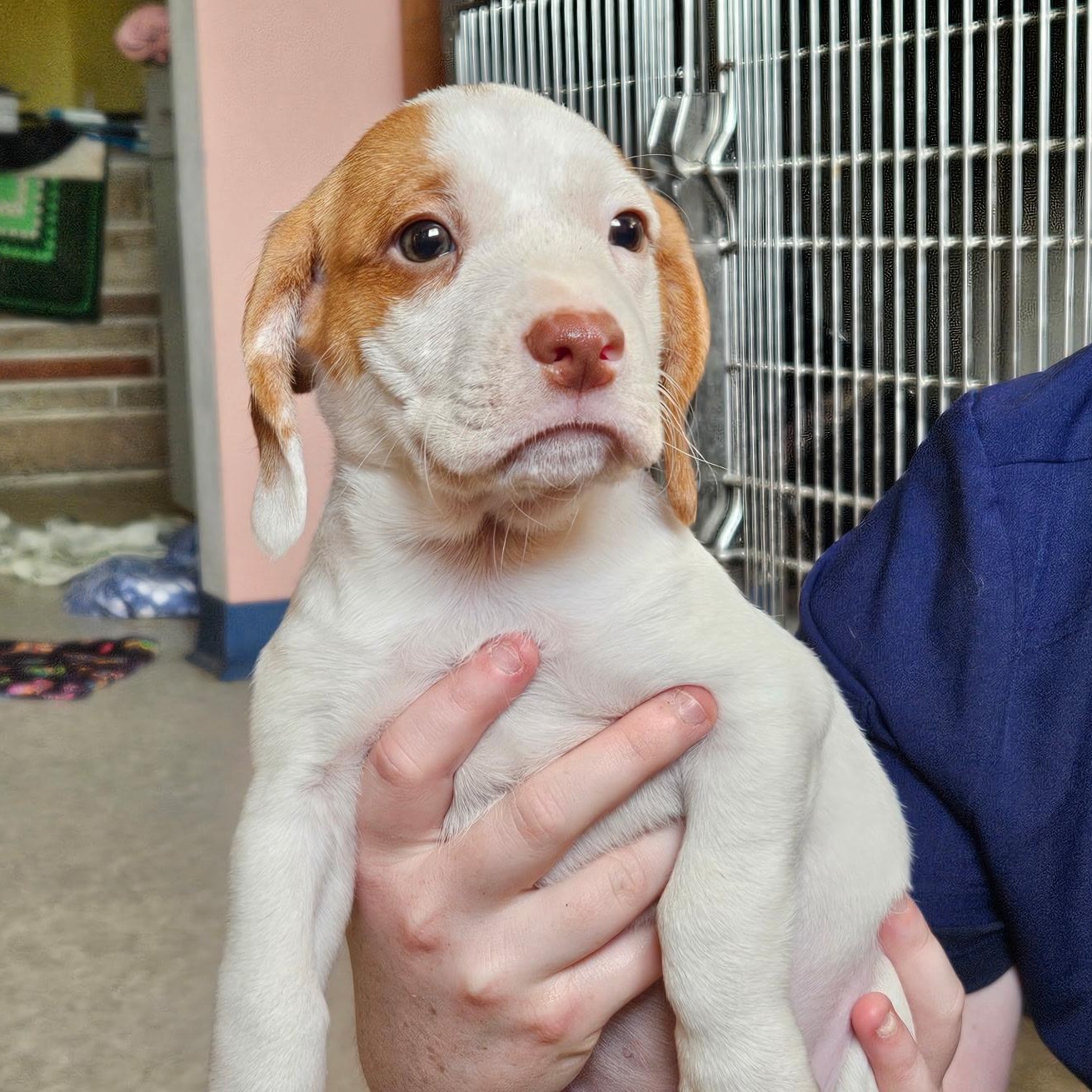 Gandolf, Adoptable, Puppy Male Beagle & Terrier.