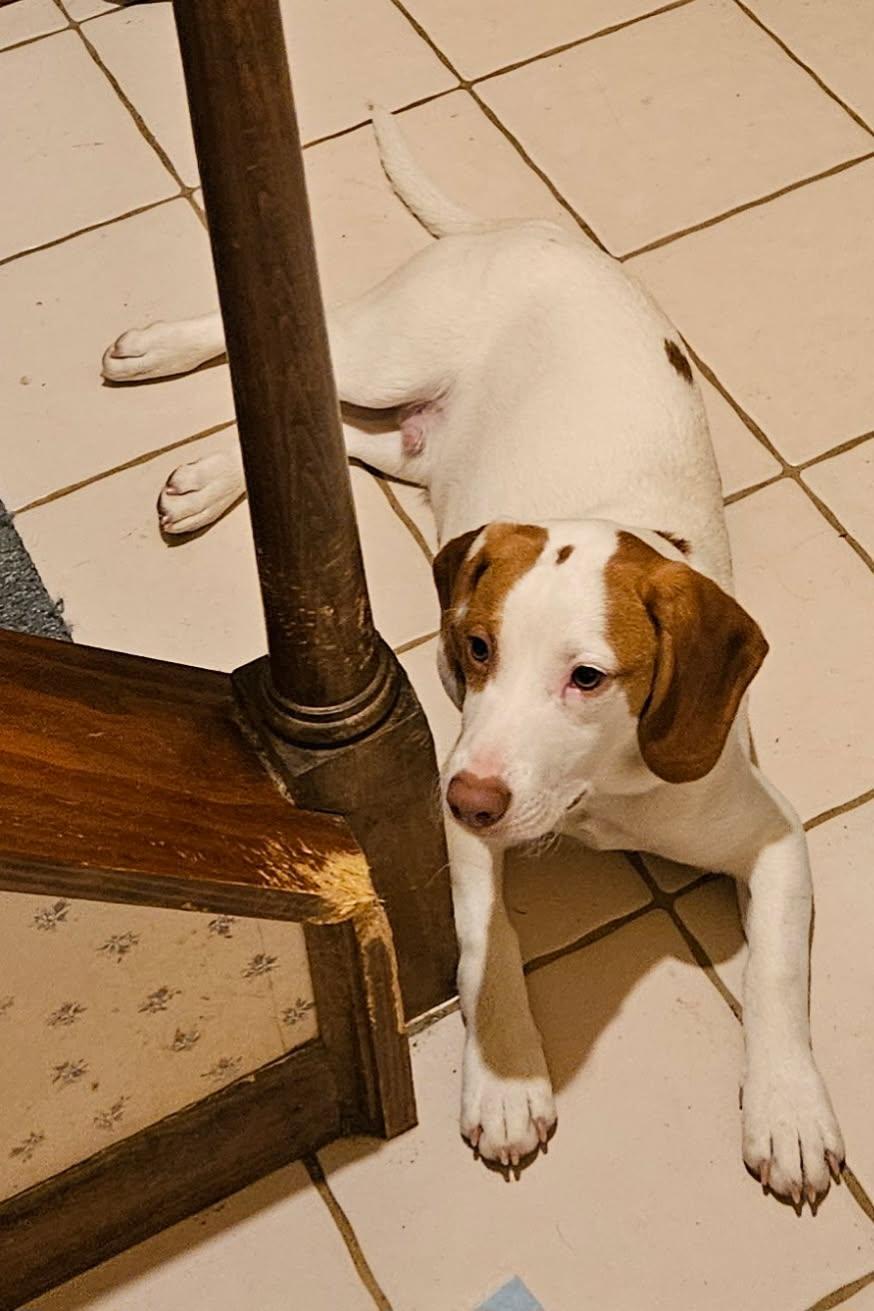 Enlarge Gandolf, an adoptable mixed breed in Evans City, PA image 3/6