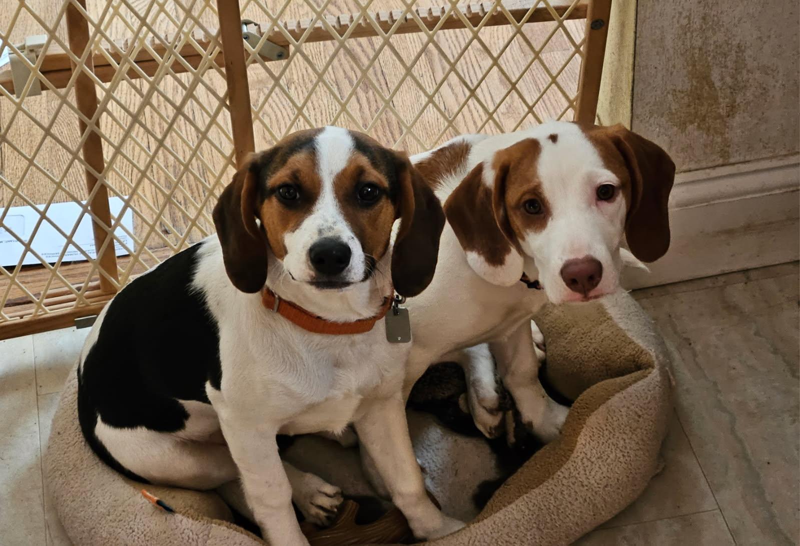 Enlarge Gandolf, an adoptable mixed breed in Evans City, PA image 4/6