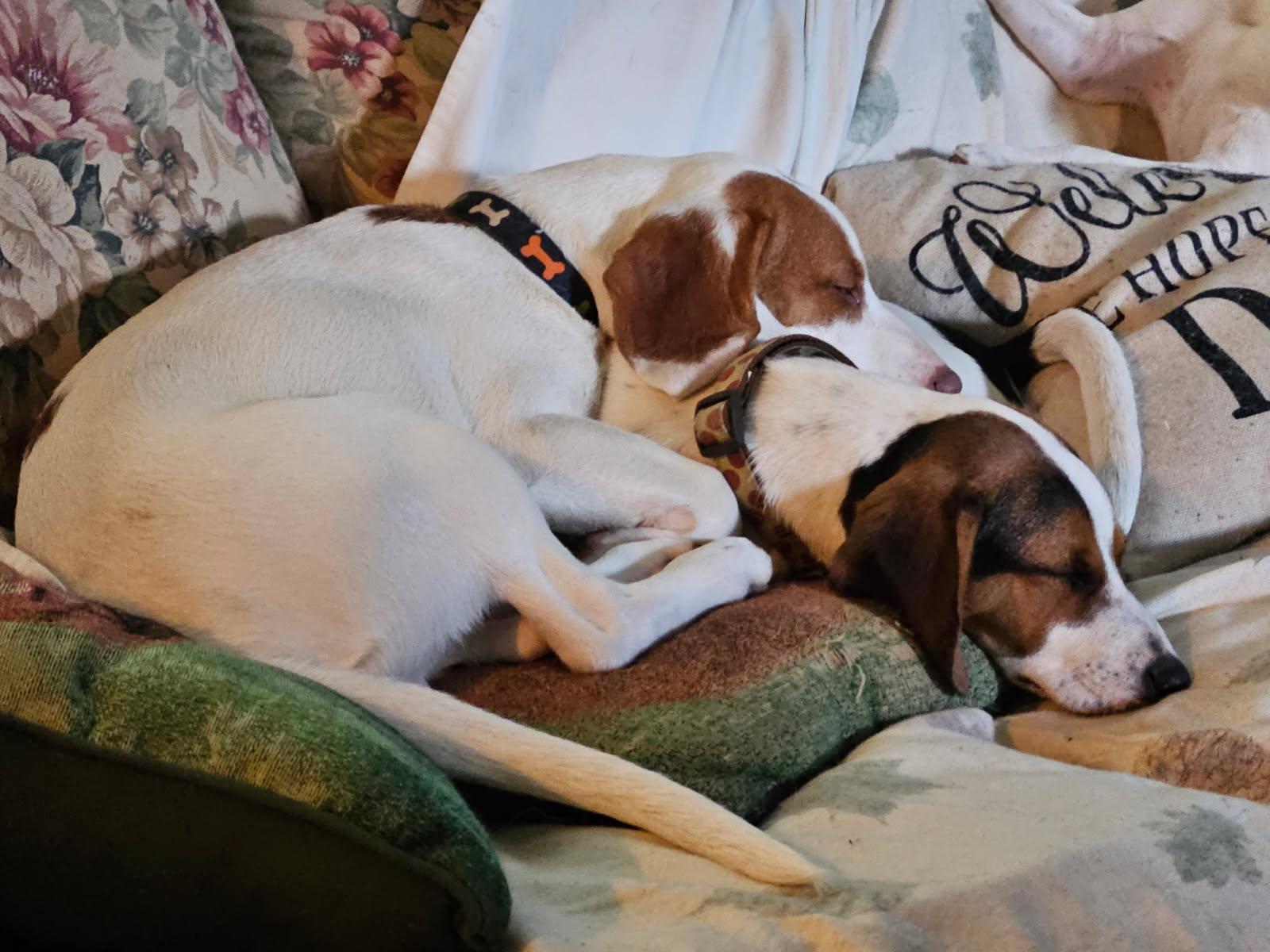 Enlarge Gandolf, an adoptable mixed breed in Evans City, PA image 5/6
