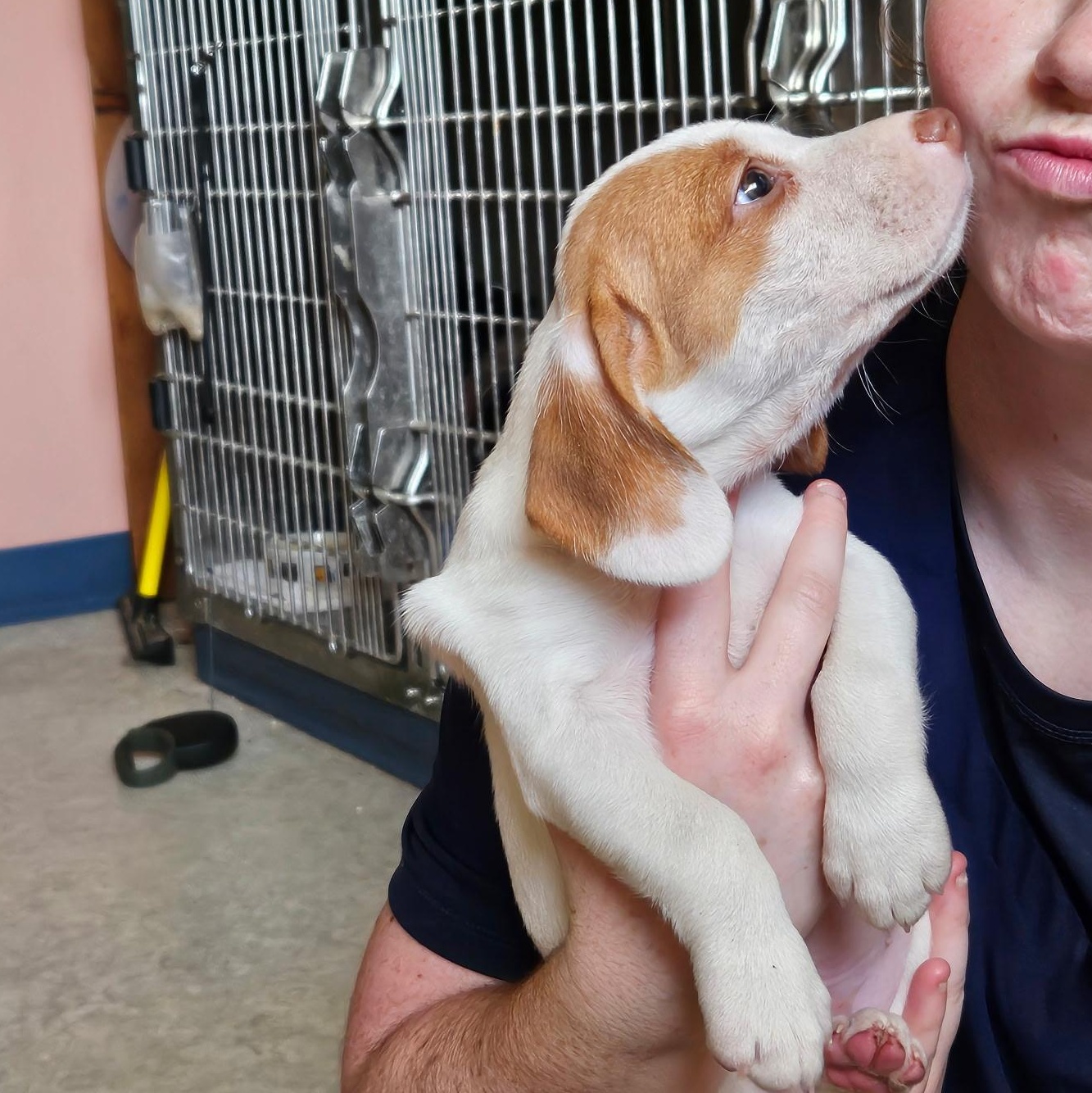 Gandolf, a Adoptable mixed breed in Evans City, PA image 6/6
