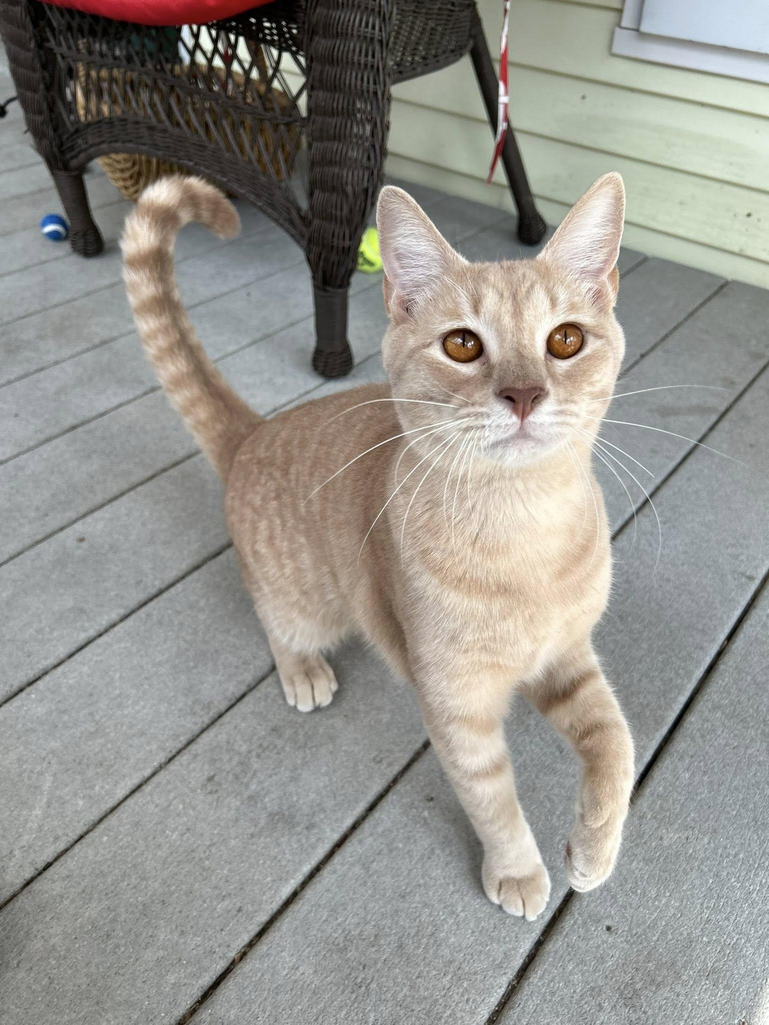 Enlarge Gazpacho, a ADOPTABLE Domestic Short Hair in Dellslow, WV image 3/4