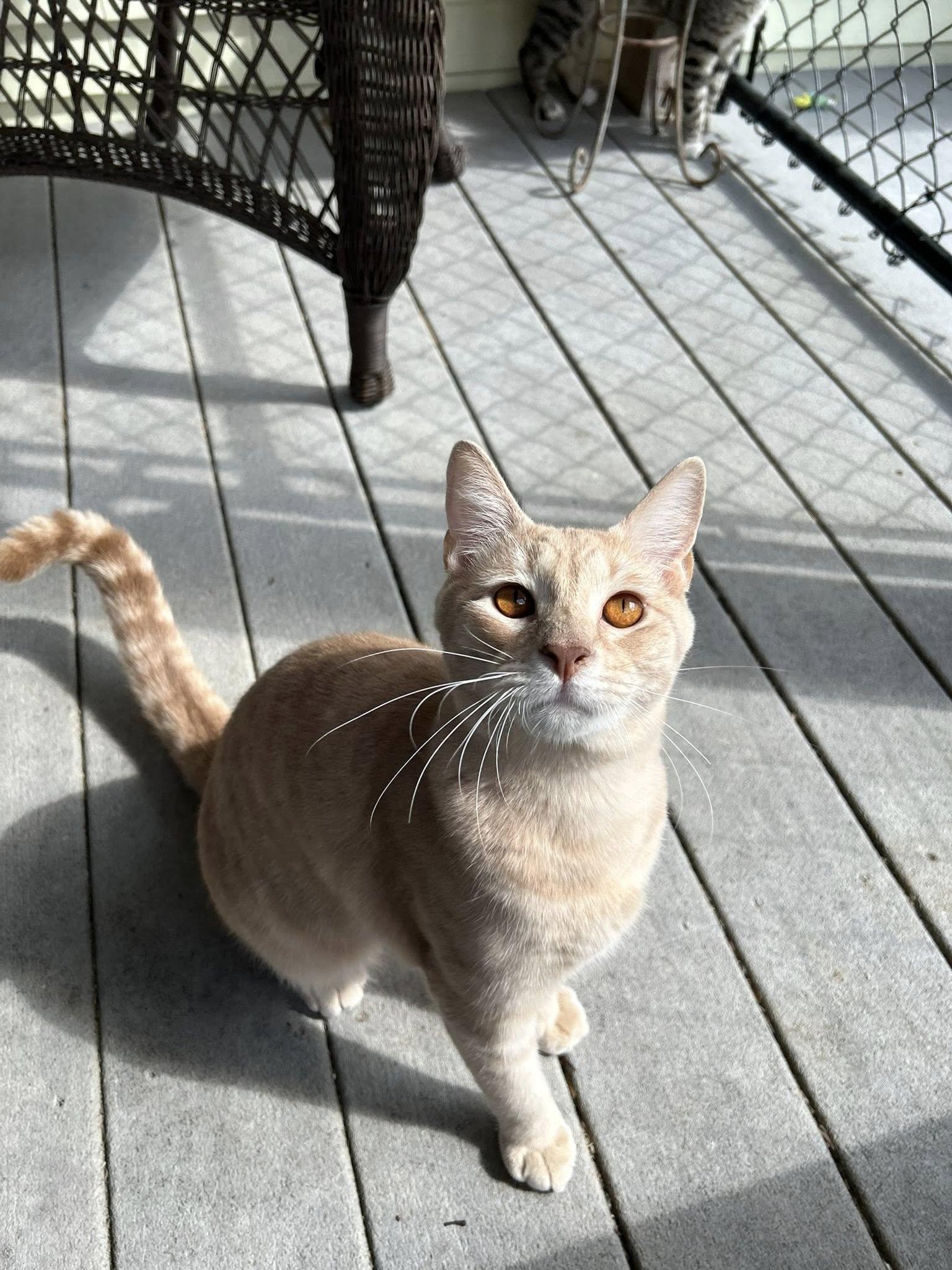 Enlarge Gazpacho, a ADOPTABLE Domestic Short Hair in Dellslow, WV image 2/4