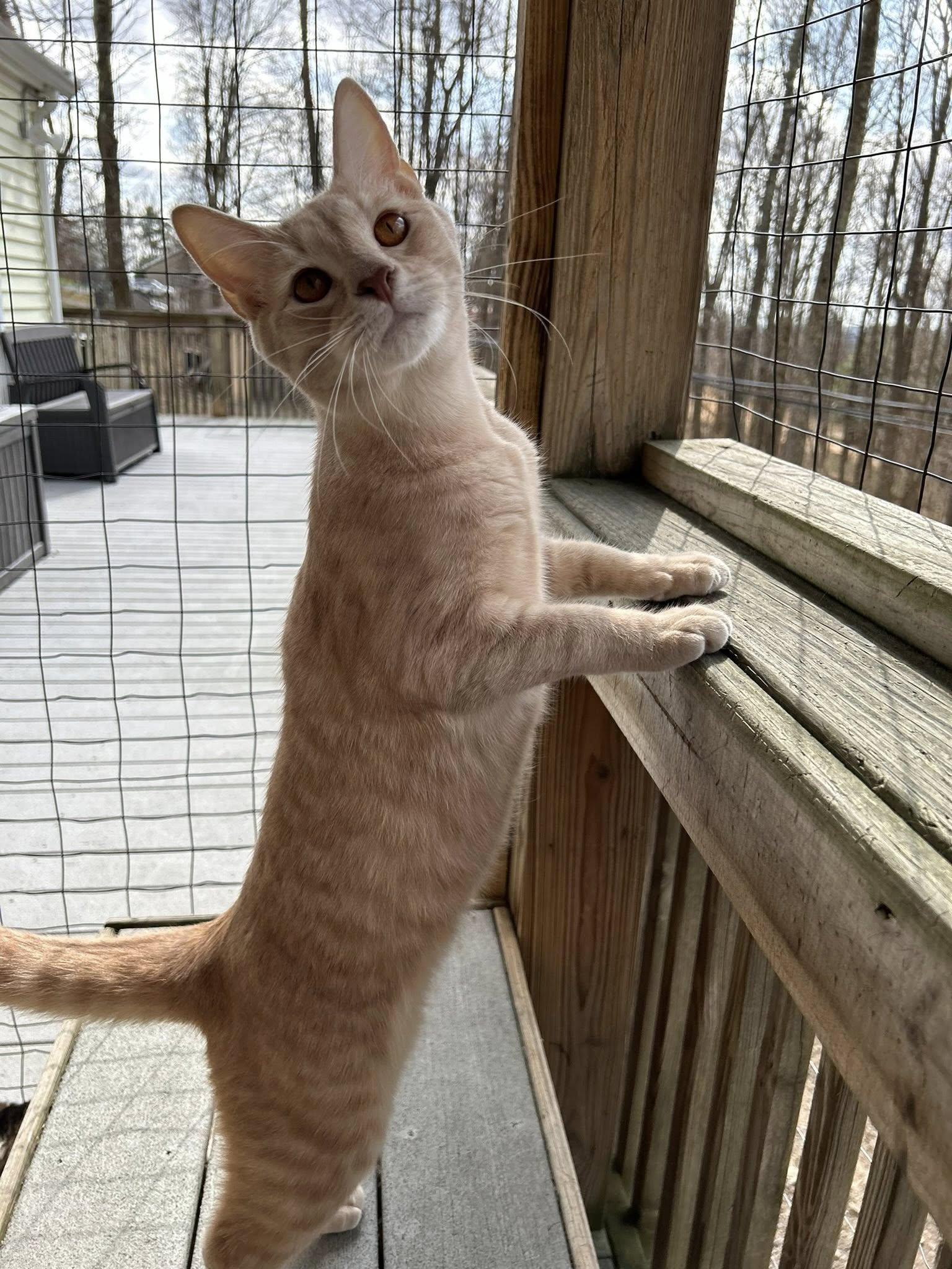 Enlarge Gazpacho, a ADOPTABLE Domestic Short Hair in Dellslow, WV image 1/4