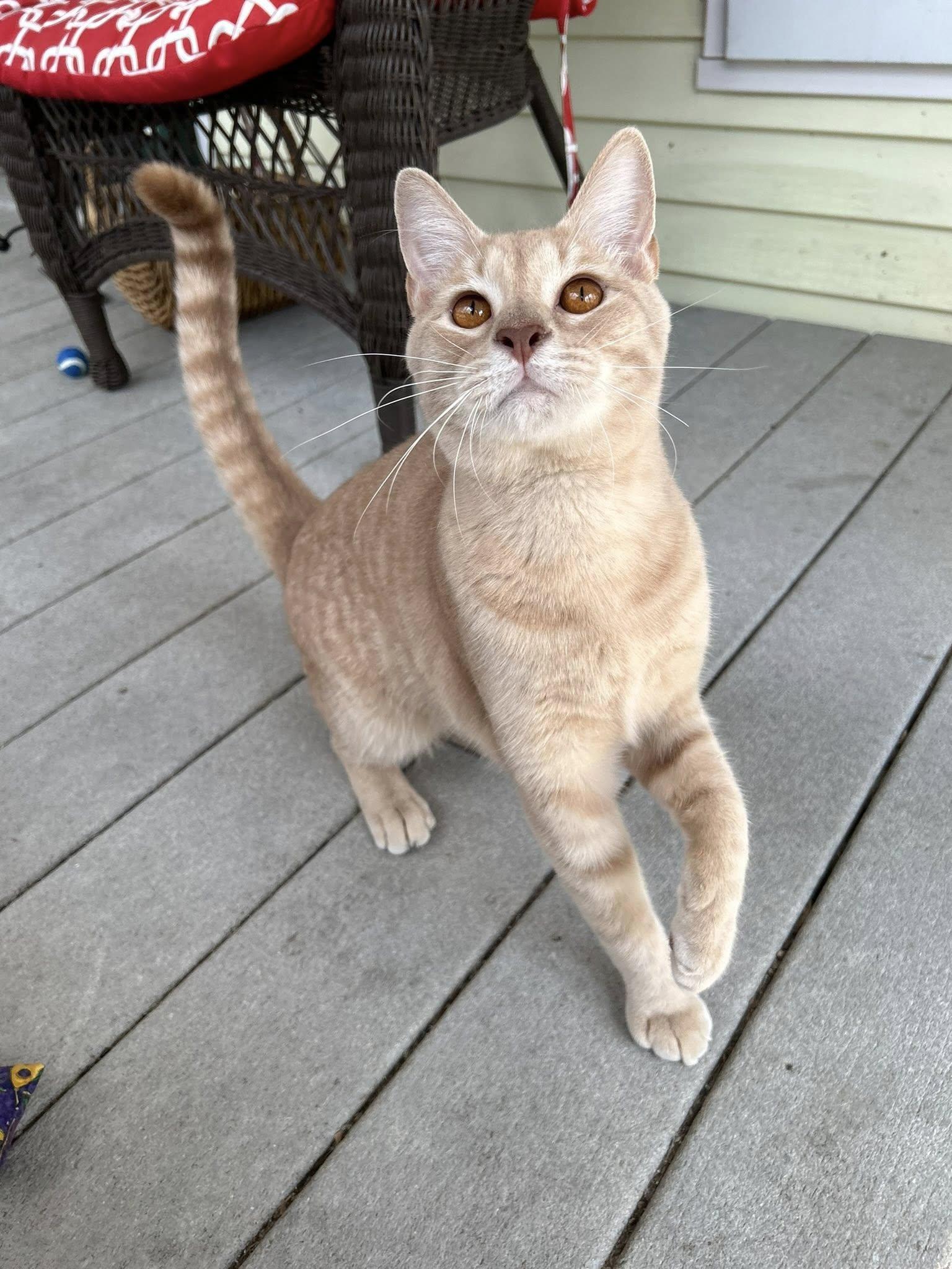 Enlarge Gazpacho, a ADOPTABLE Domestic Short Hair in Dellslow, WV image 4/4