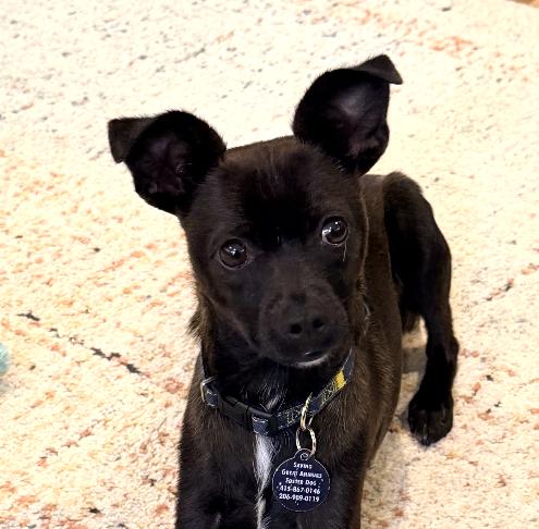 Enlarge Dante, a Adoptable Chihuahua in Seattle, WA image 1/3