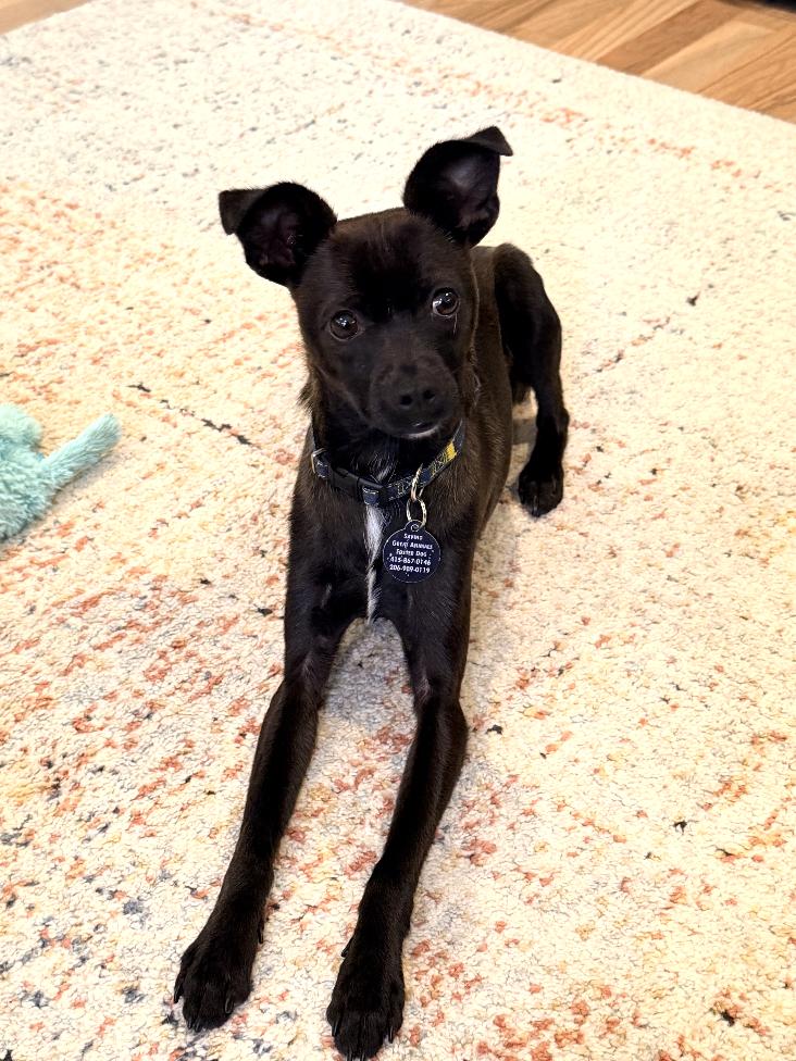 Enlarge Dante, a Adoptable Chihuahua in Seattle, WA image 3/3