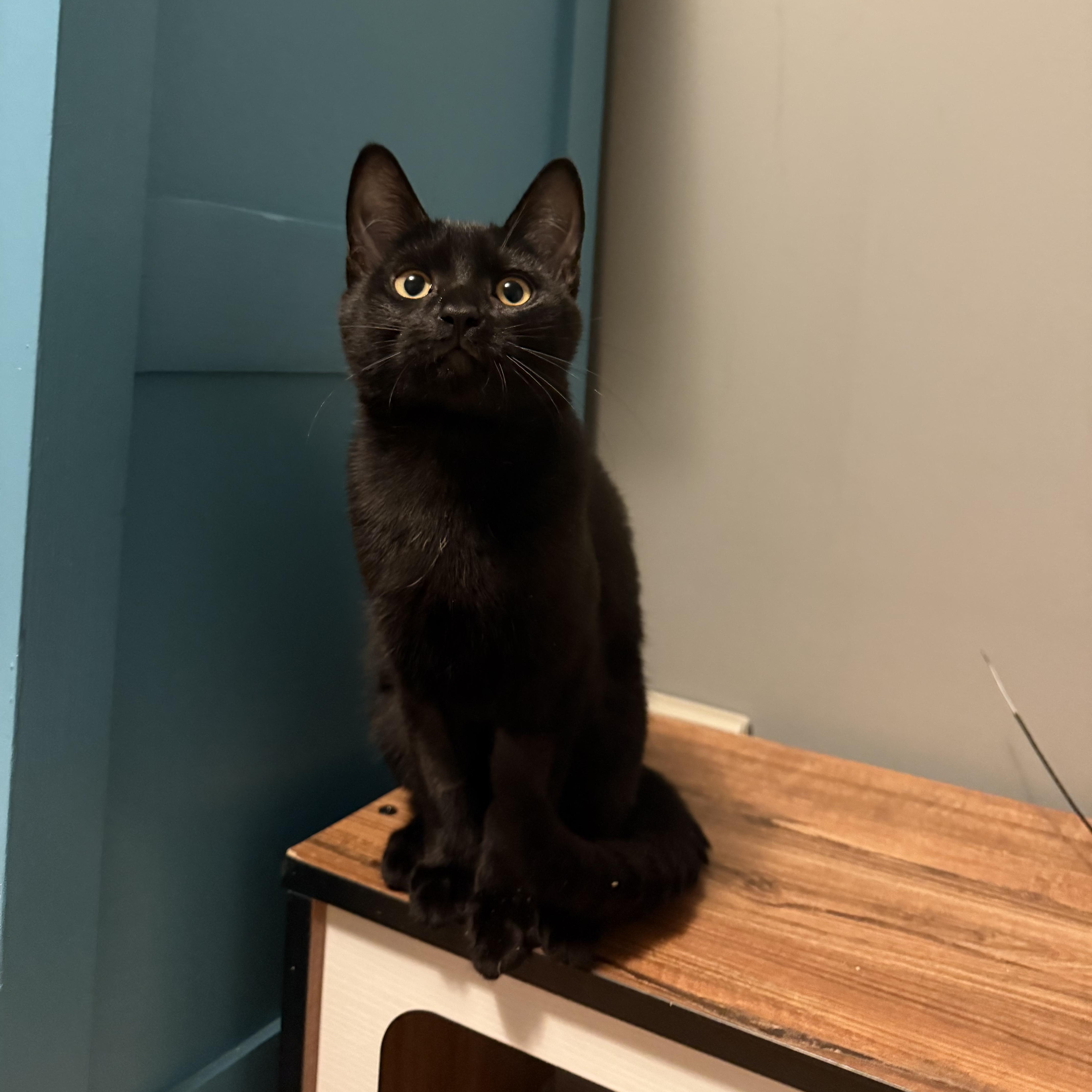 Enlarge Scarlett, a Adoptable Domestic Short Hair in Mission, BC image 2/2