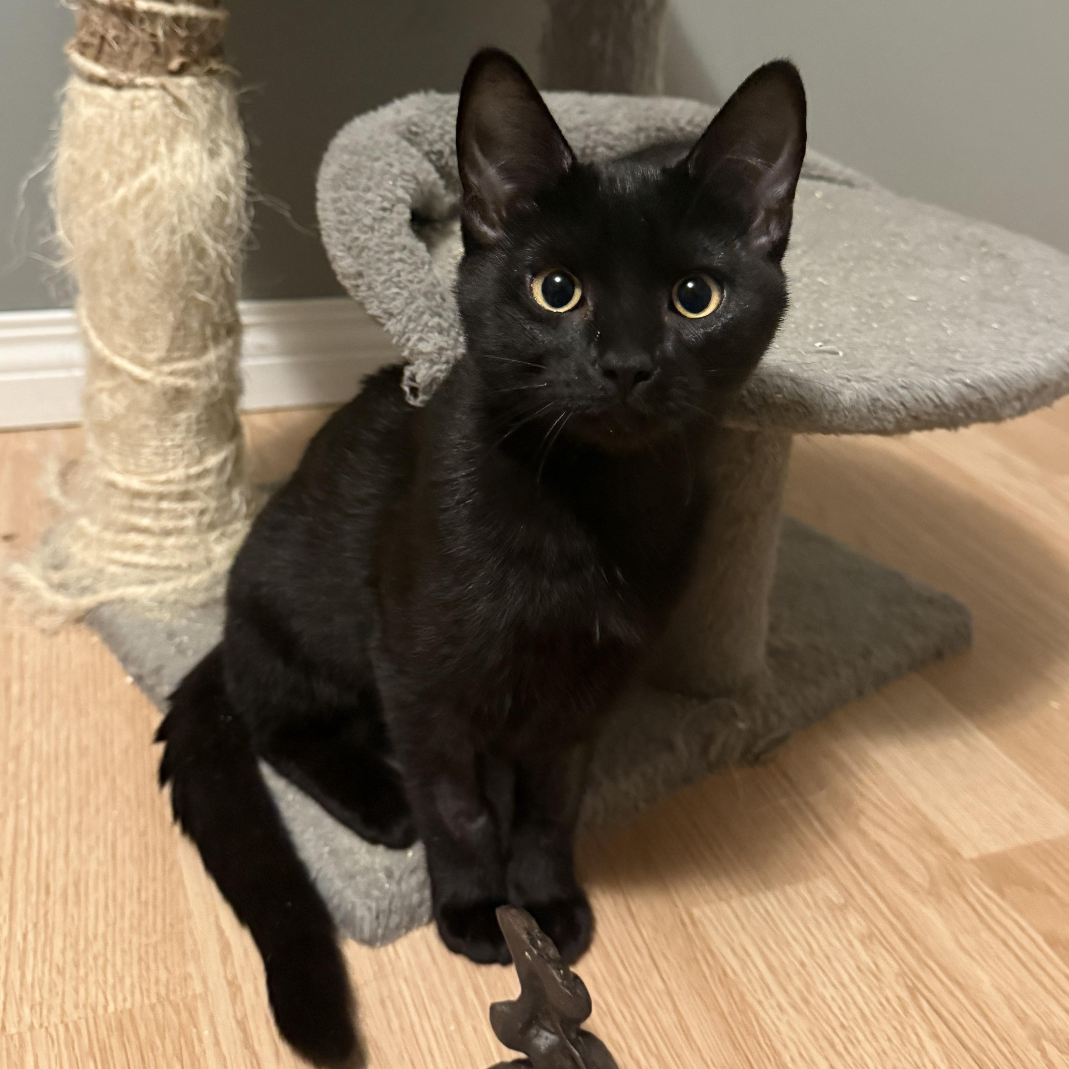 Enlarge Scarlett, a Adoptable Domestic Short Hair in Mission, BC image 1/2