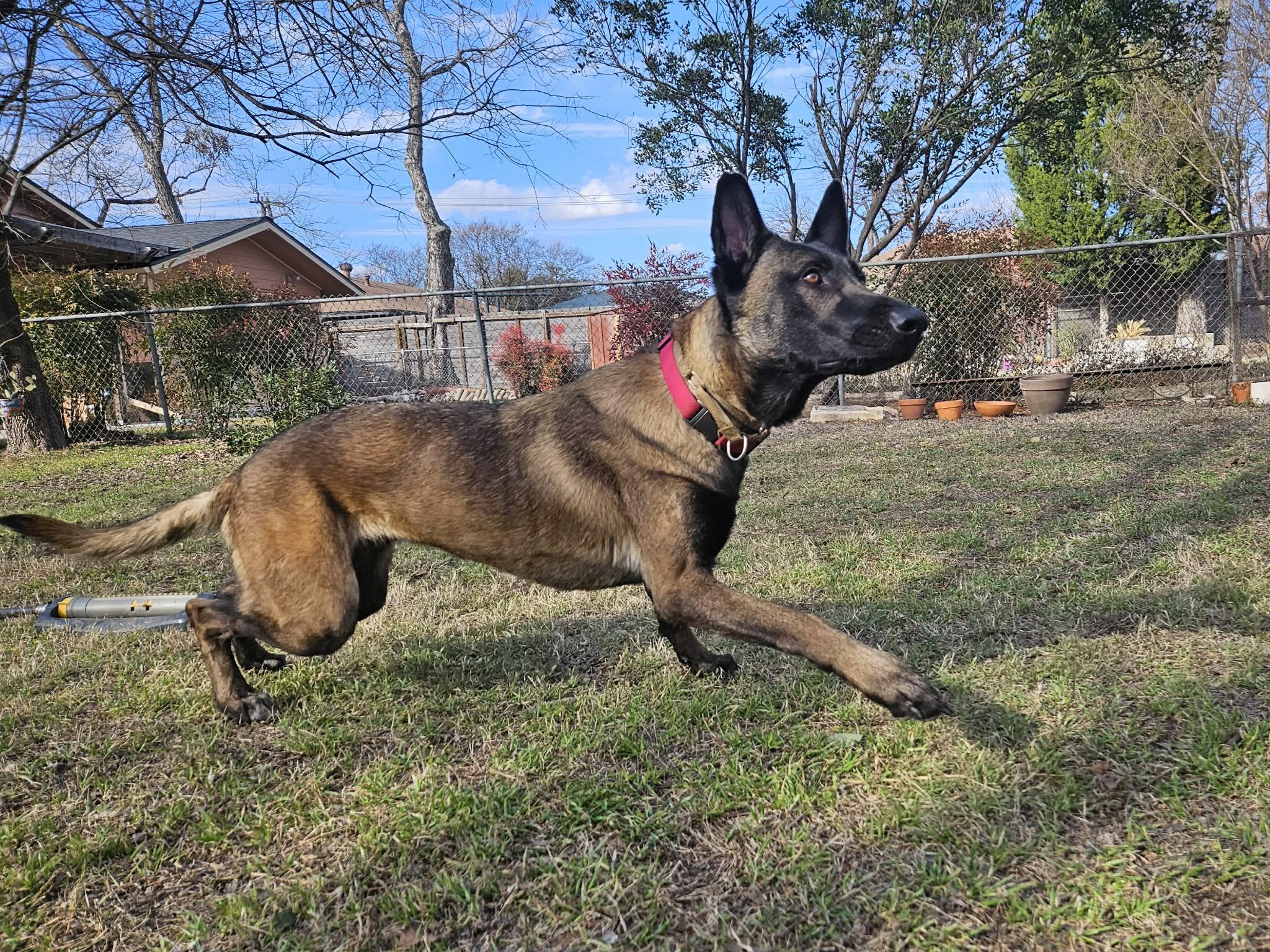Enlarge Canela, a ADOPTABLE Belgian Shepherd / Malinois in Lockhart, TX image 1/6