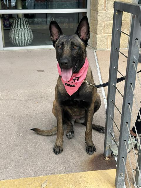 Enlarge Canela, a ADOPTABLE Belgian Shepherd / Malinois in Lockhart, TX image 2/6