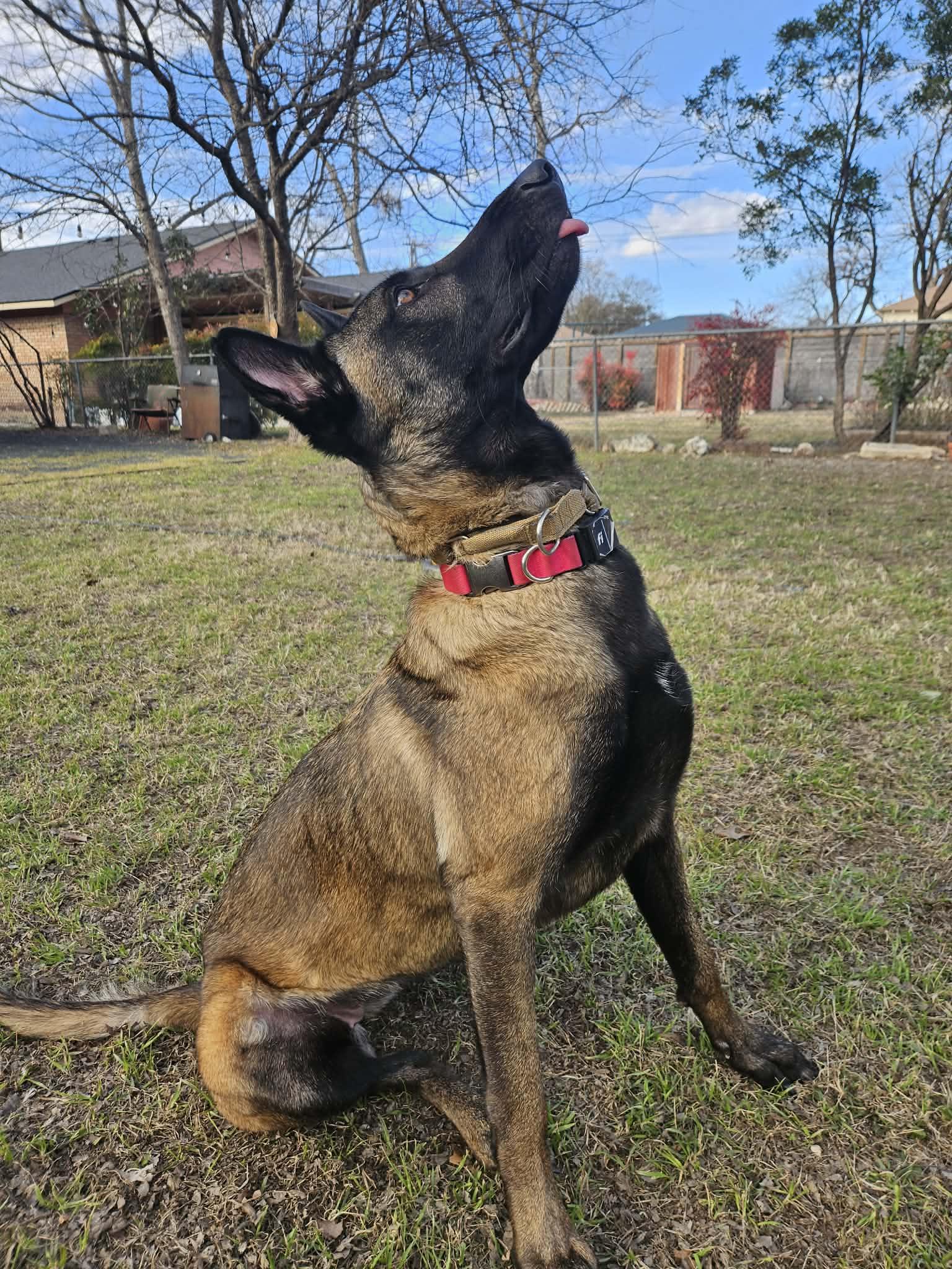 Enlarge Canela, a ADOPTABLE Belgian Shepherd / Malinois in Lockhart, TX image 4/6