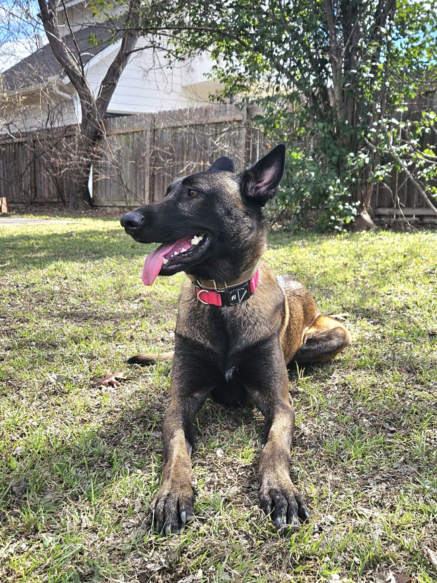 Enlarge Canela, a ADOPTABLE Belgian Shepherd / Malinois in Lockhart, TX image 5/6