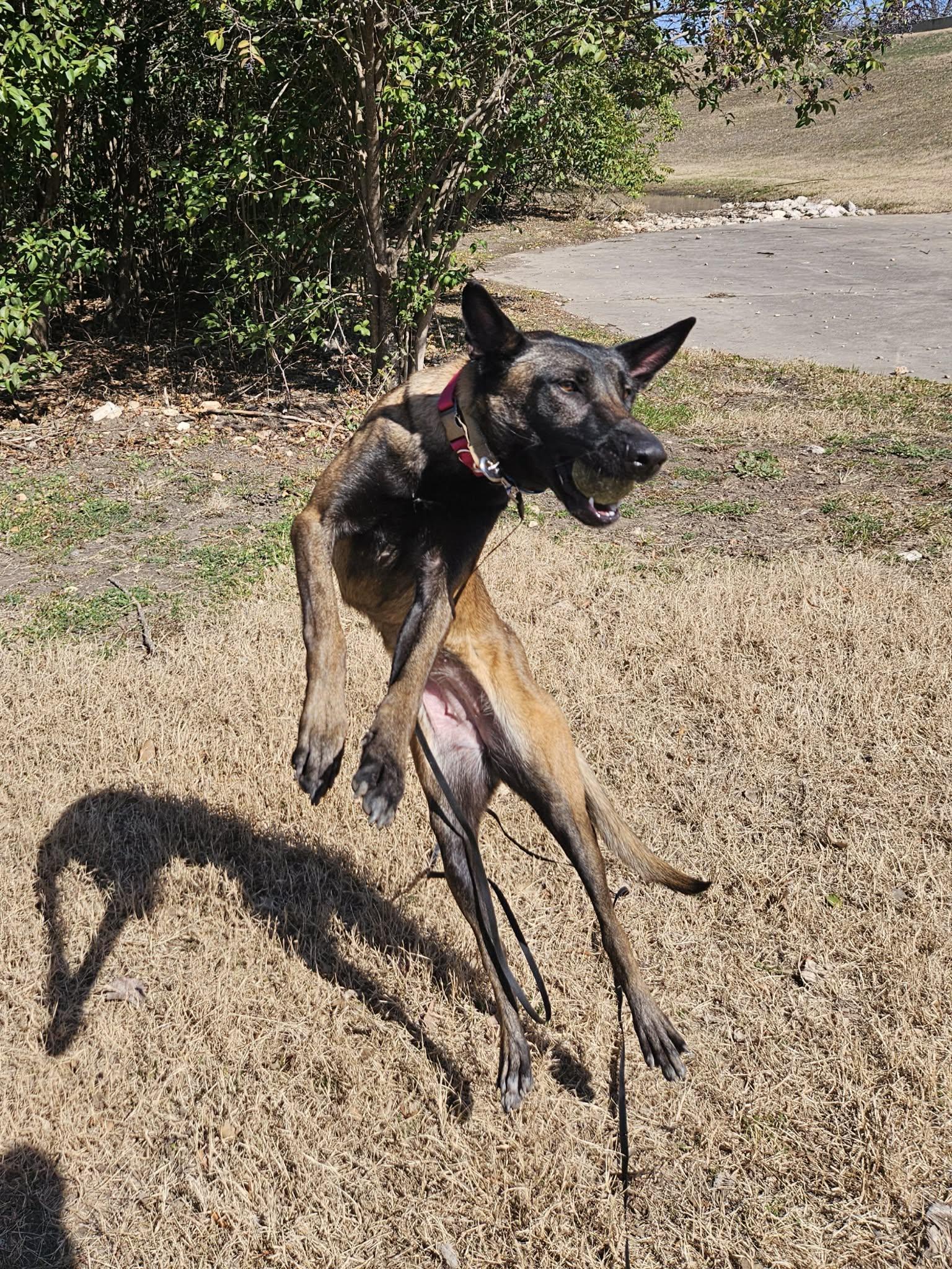 Enlarge Canela, a ADOPTABLE Belgian Shepherd / Malinois in Lockhart, TX image 6/6