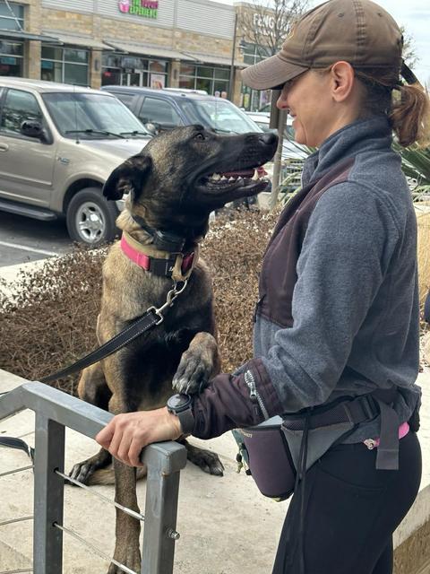 Enlarge Canela, a ADOPTABLE Belgian Shepherd / Malinois in Lockhart, TX image 3/6