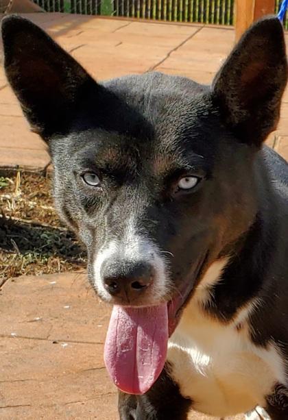 Enlarge Venus, a Adoptable mixed breed in Shreveport, LA image 1/2