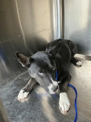 Enlarge Venus, a Adoptable mixed breed in Shreveport, LA image 2/2