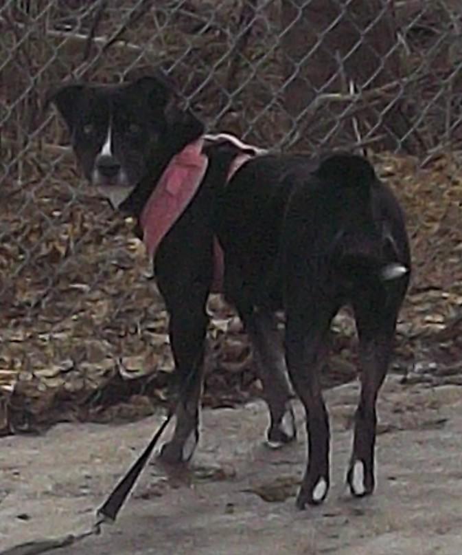 Enlarge NOVA (2), a ADOPTABLE mixed breed in Reed City, MI image 2/3