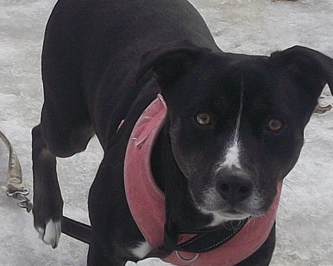 NOVA (2), ADOPTABLE, Adult Female Black Labrador Retriever & Pit Bull Terrier.