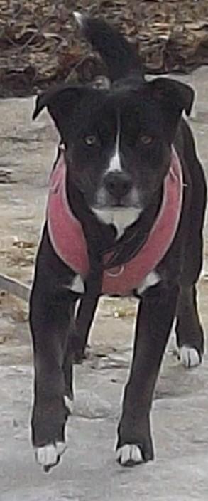 Enlarge NOVA (2), a ADOPTABLE mixed breed in Reed City, MI image 3/3