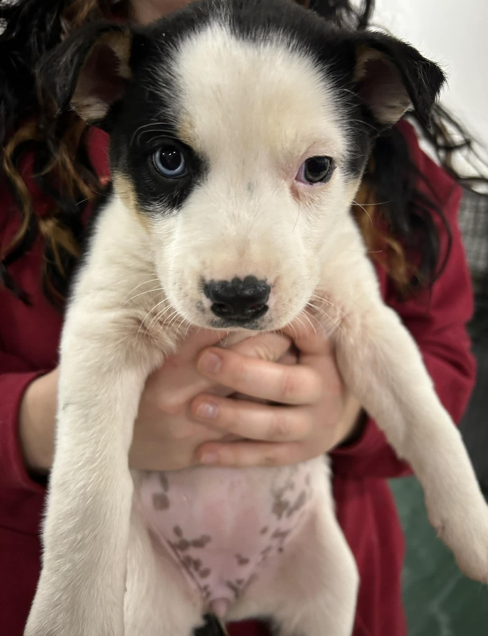 Broccoli Cheddar, Adopted, Young Female Australian Shepherd.