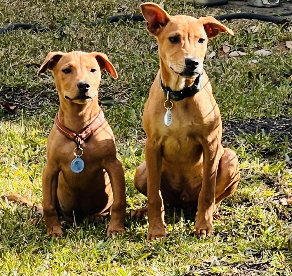 Jackson, Adoptable, Puppy Male Labrador Retriever.