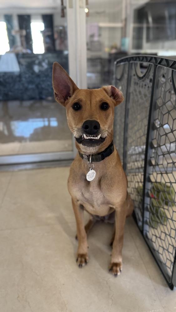 Jackson, a Adoptable mixed breed in St. Petersburg, FL image 2/6