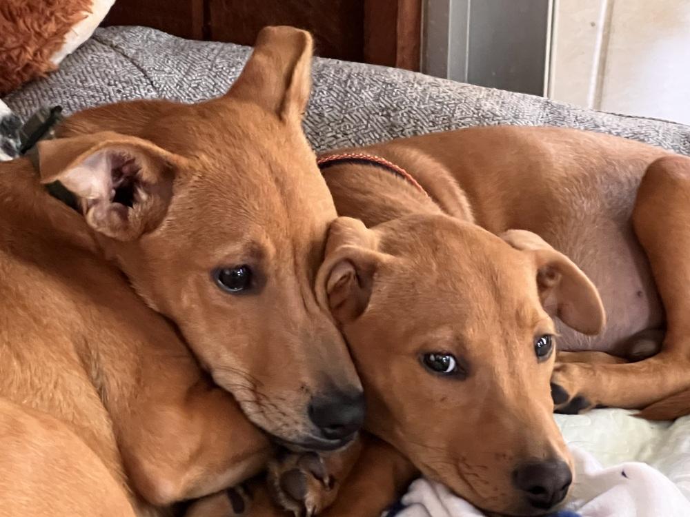 Jackson, a Adoptable mixed breed in St. Petersburg, FL image 3/6