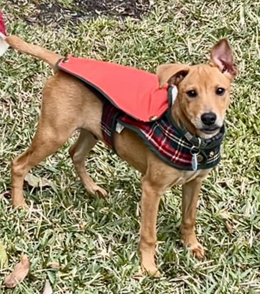 Jackson, a Adoptable mixed breed in St. Petersburg, FL image 4/6