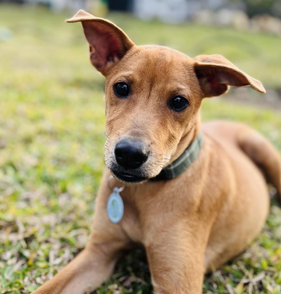 Jackson, a Adoptable mixed breed in St. Petersburg, FL image 5/6