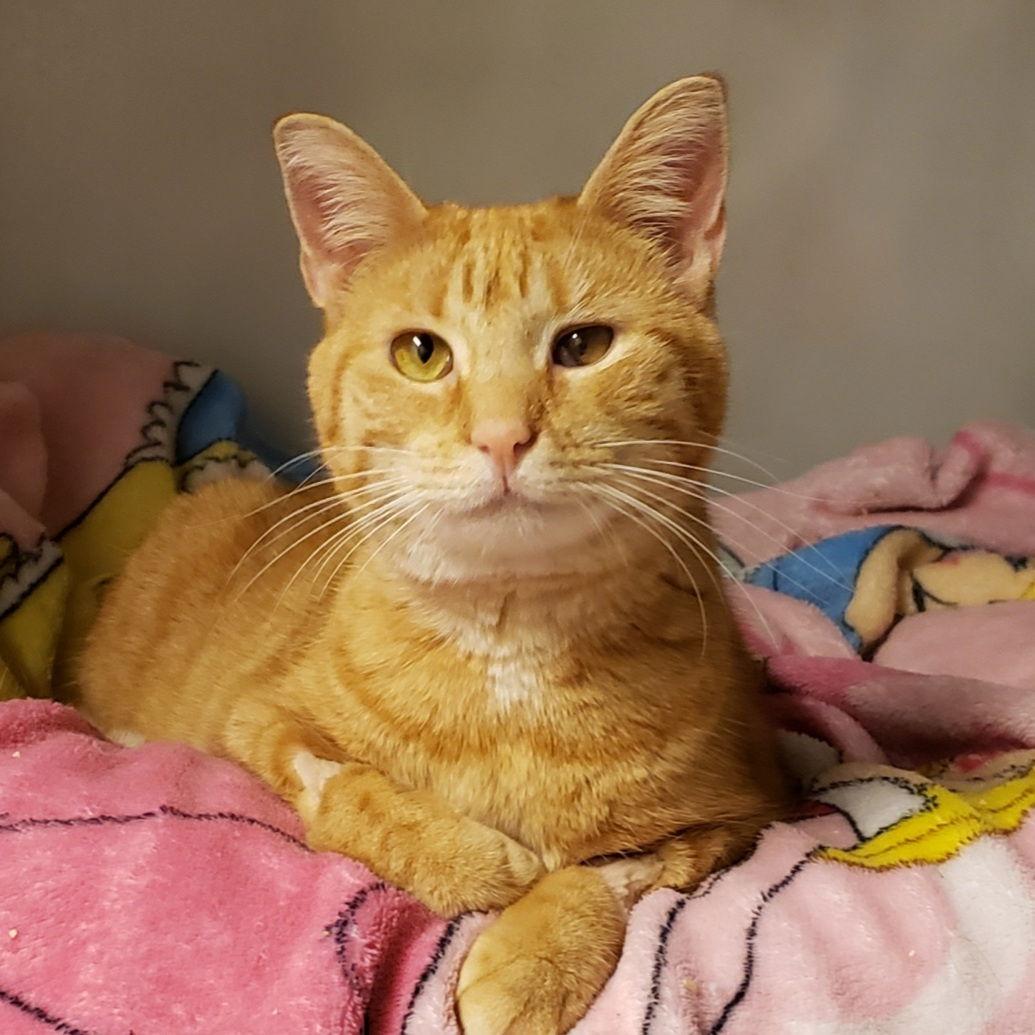 Bindy, Adopted, Adult Female Domestic Short Hair.