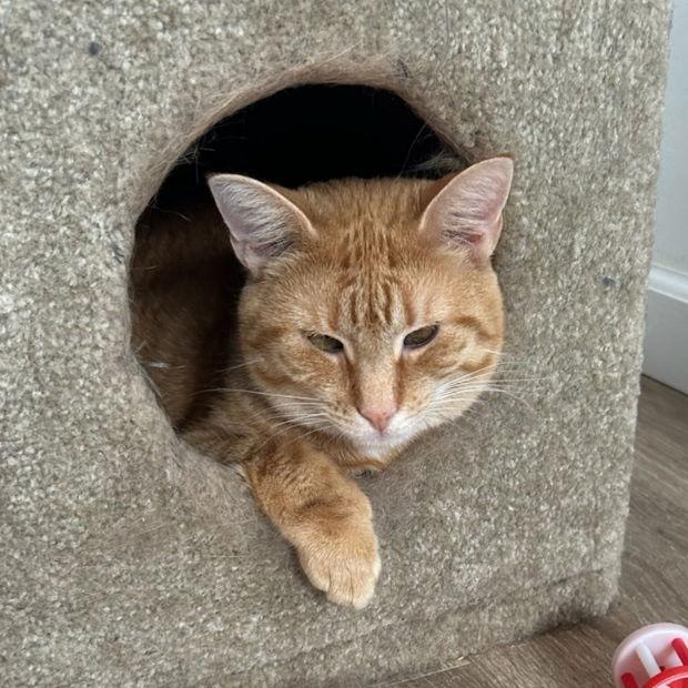 Enlarge Bindy, a Adopted Domestic Short Hair in Fishkill, NY image 2/3