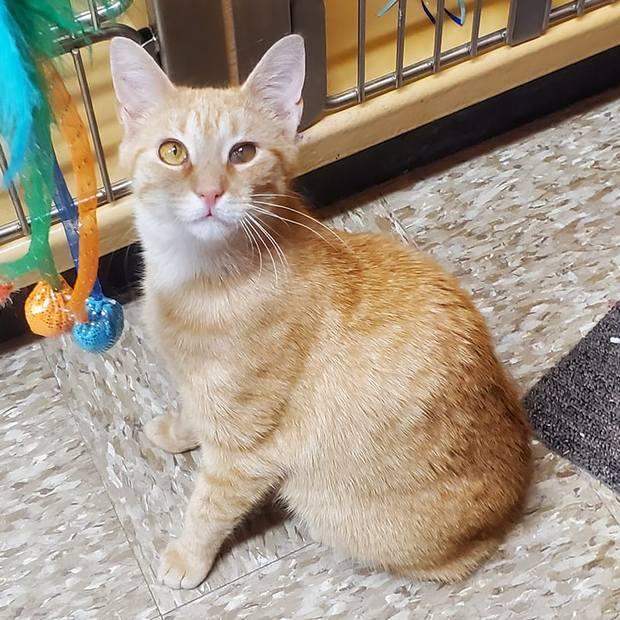 Bindy, a Adopted Domestic Short Hair in Fishkill, NY image 2/6