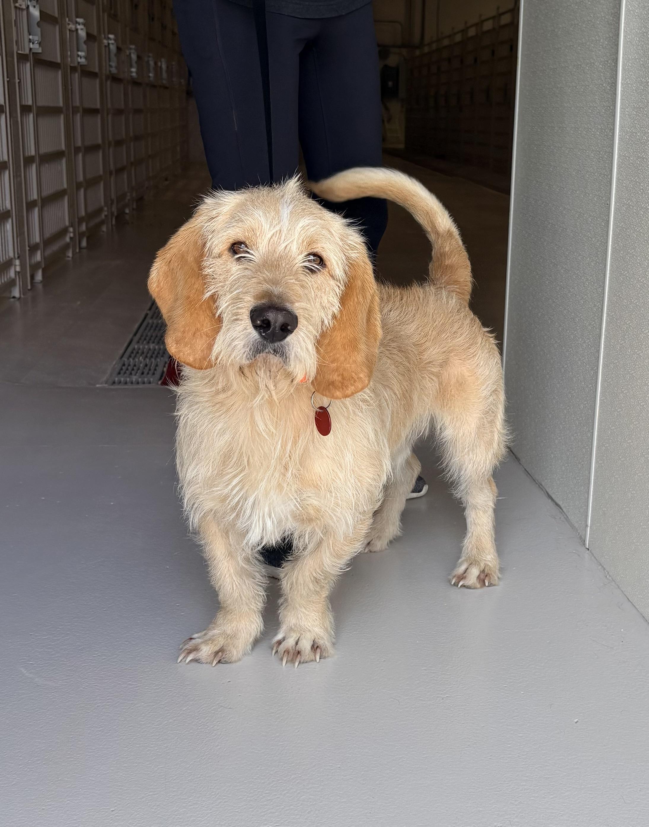 Norton, adopted, Adult Male Basset Hound.