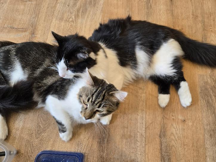 Bentley - One of the Guys