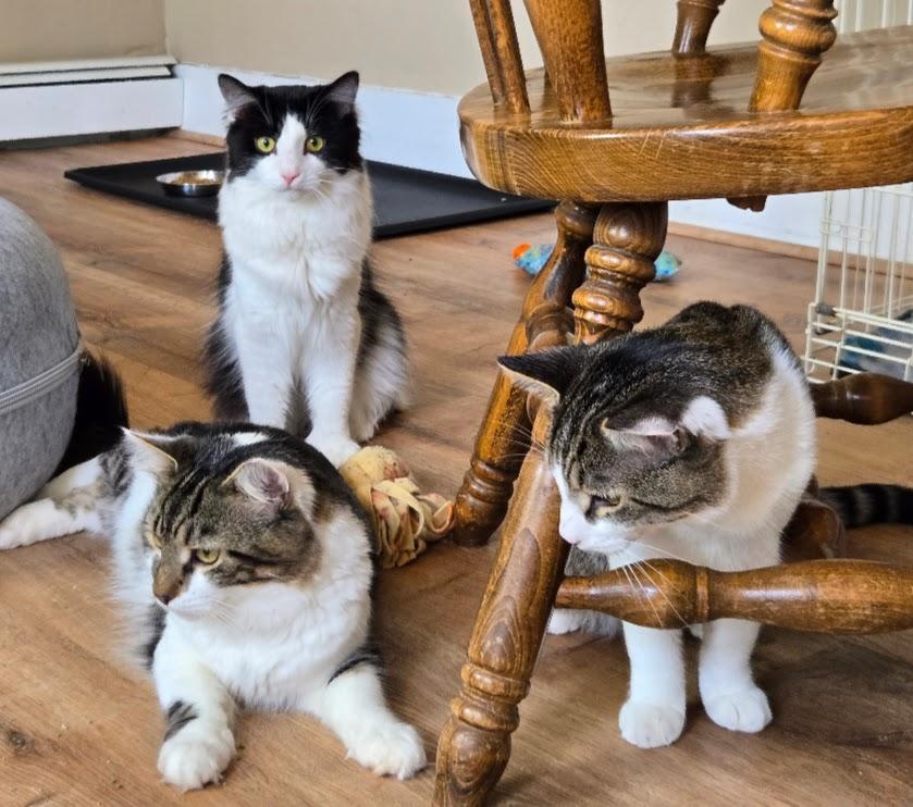 Bentley - One of the Guys