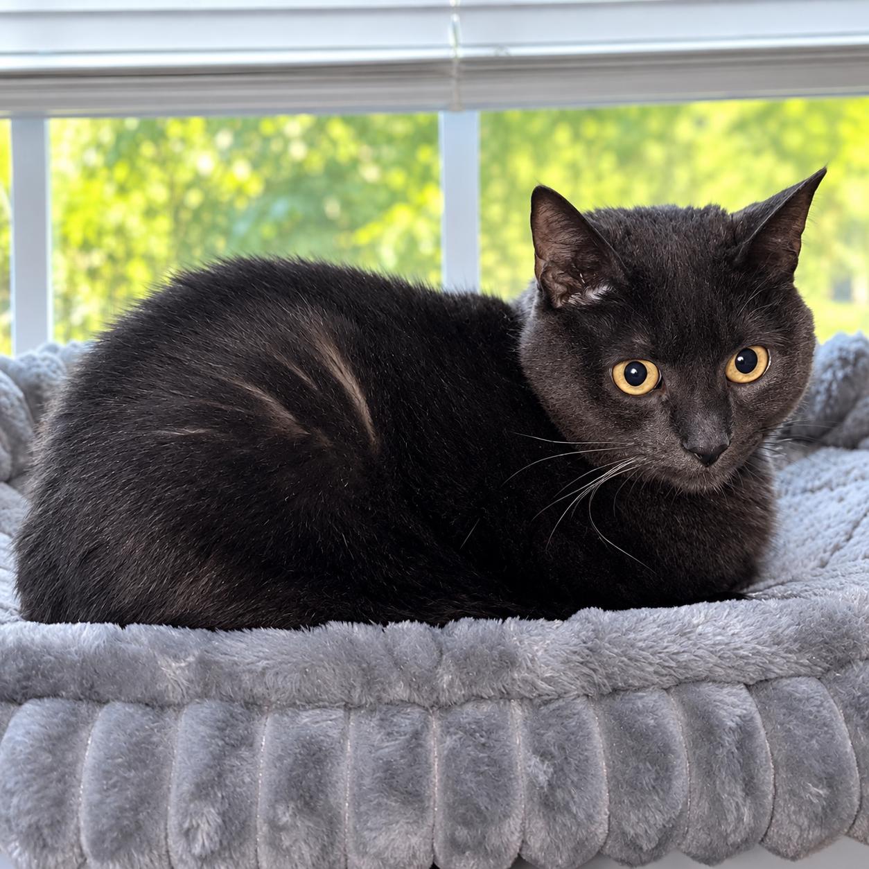 Blue, Adoptable, Adult Male Russian Blue & Domestic Short Hair.