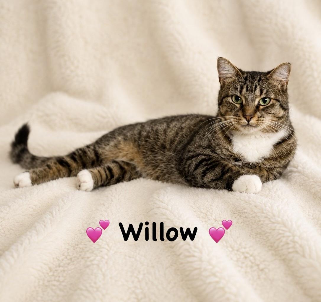 Willow, Adoptable, Young Female Tabby.